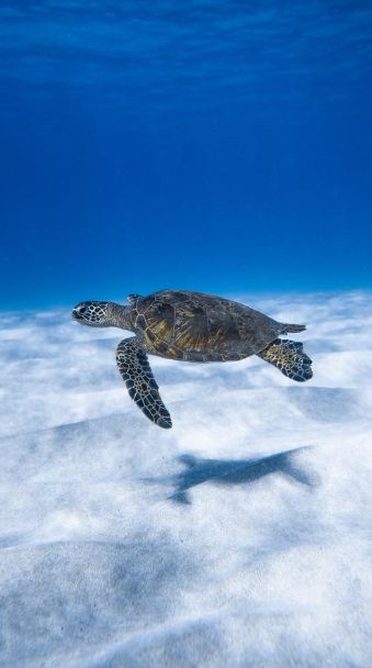 Aquatic turtle swimming in the blue sea