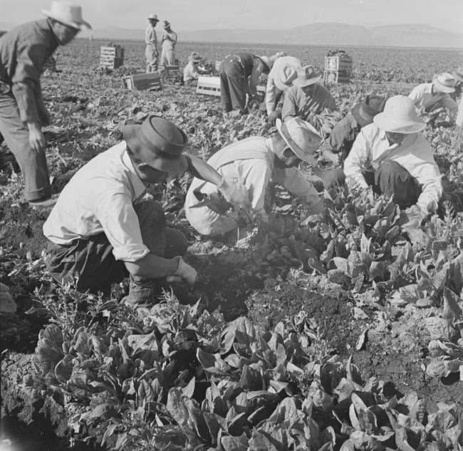 Japanese Americans harvesting crops