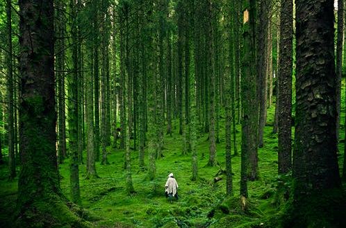 A person walking in the green forest