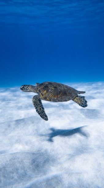 Aquatic turtle swimming in the blue sea