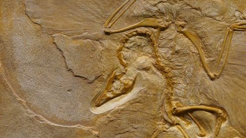 Dinosaur fossil on a rough stone