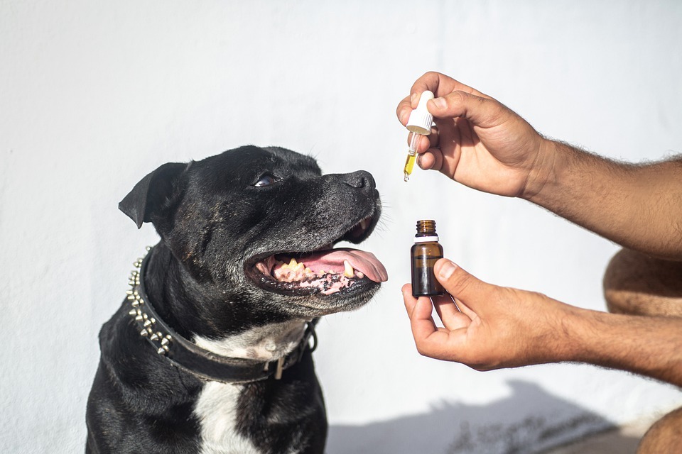 Is CBD the Right Choice If Your Dog Is In Pain