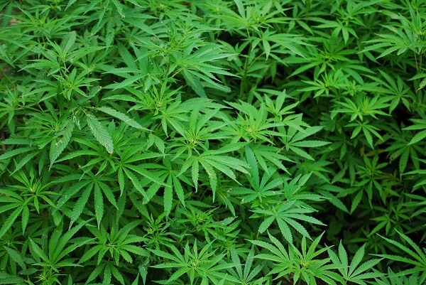 Cannabis legal status in Latin America